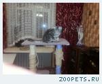 котик мейн-кун