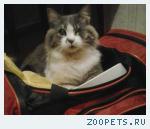 домашний кот