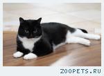 черная беспородная кошка в белом ошейнике
