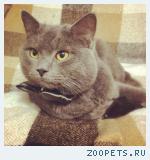 Британский кот