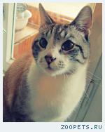 Кот, Невская-Маскарадная
