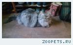 пропал кот