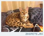 Бенгальский кот