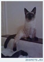 Кошка