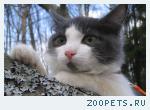 кот, беспородный