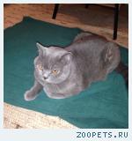 Кот. Британский короткошерстный.
