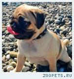 Собака мопс