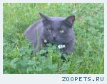 Кошка