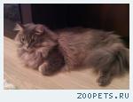 Кот. Метис