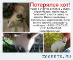 Любимый домашний кот. Метис.