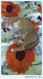 Котенок