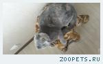 кошка, шотландская вислоухая