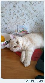 кот, метис