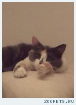Кошка
