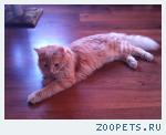 Котёнок