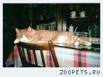 Кот, Домашний