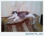 Кошка Кэсси