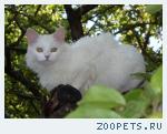 Кошка Белая