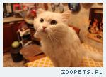 кот тимофей