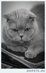 кот, шотландский вислоухий