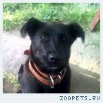 Собака
