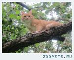кот рыжей масти