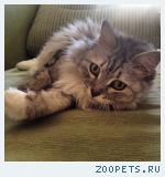 Кошка