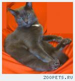 Кот, русский голубой