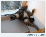 Кот пропал