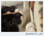 найден котенок
