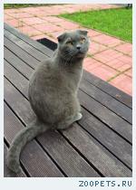 шотландский вислоухий кот