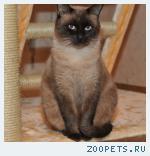 КОТ, СИАМСКИЙ (ТАЙСКИЙ) 