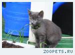 котенок