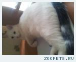 кот филя