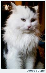 Кот,  Беспоррдный
