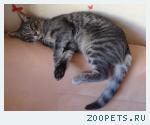 Кошка