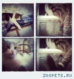 Кот, обычный породы