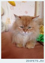 кошка