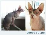 Кот породы канадский сфинкс