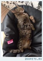 Кот, без породистый.