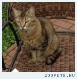 Кот, метис