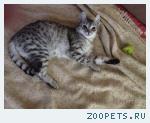 Кошка
