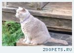 пропал КОТ