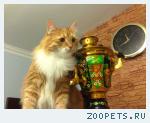 кот, сибирская порода