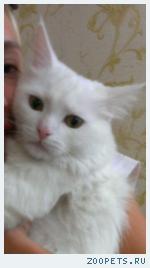 Белый кот 9месяцэв
