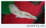 котик