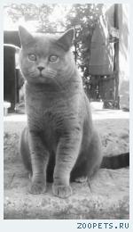 Британский кот