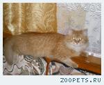 кошка