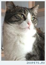 кошка
