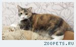 Кошка